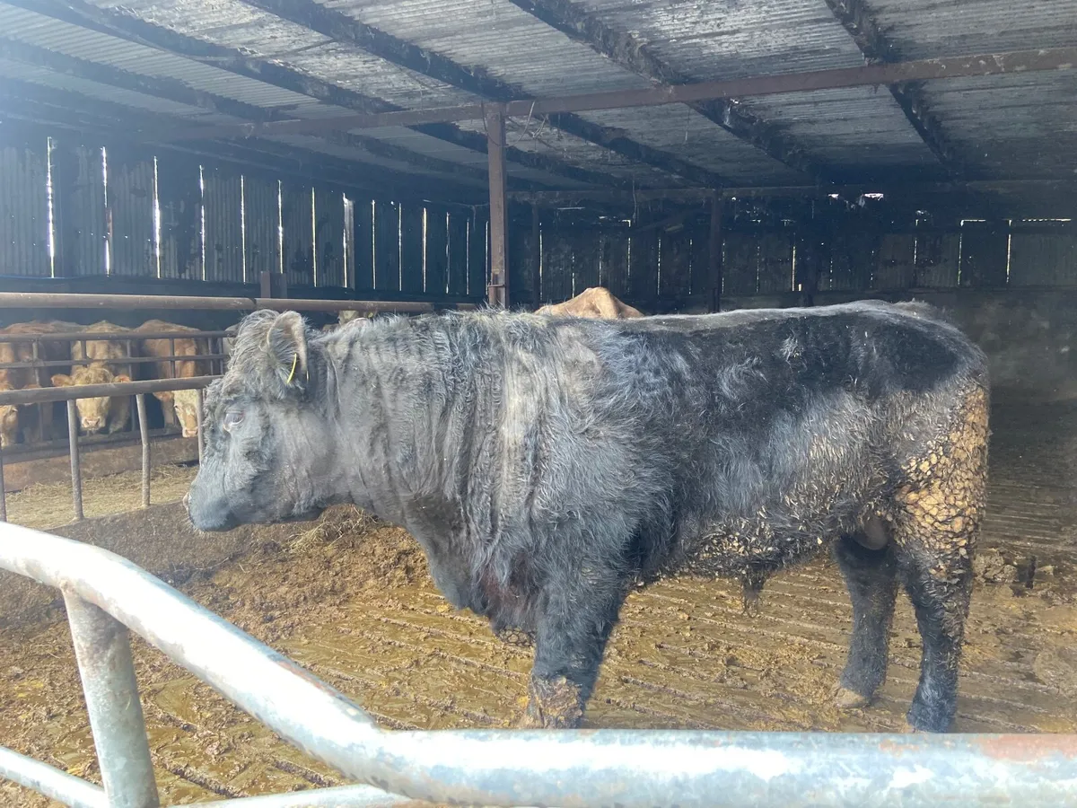Aberdeen Angus bull - Image 2
