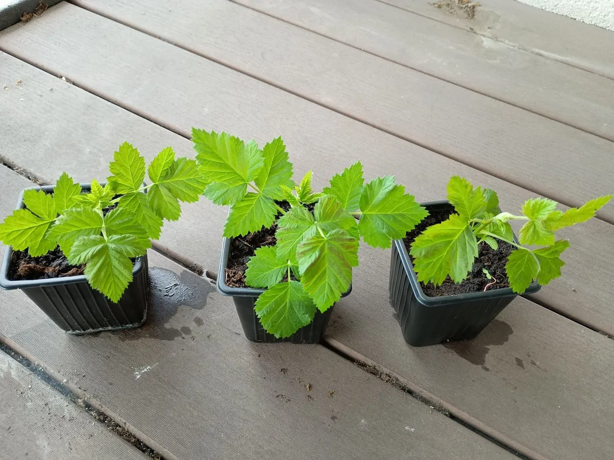 Thornless loganberries, redcurrants and blackcurrs - Image 1
