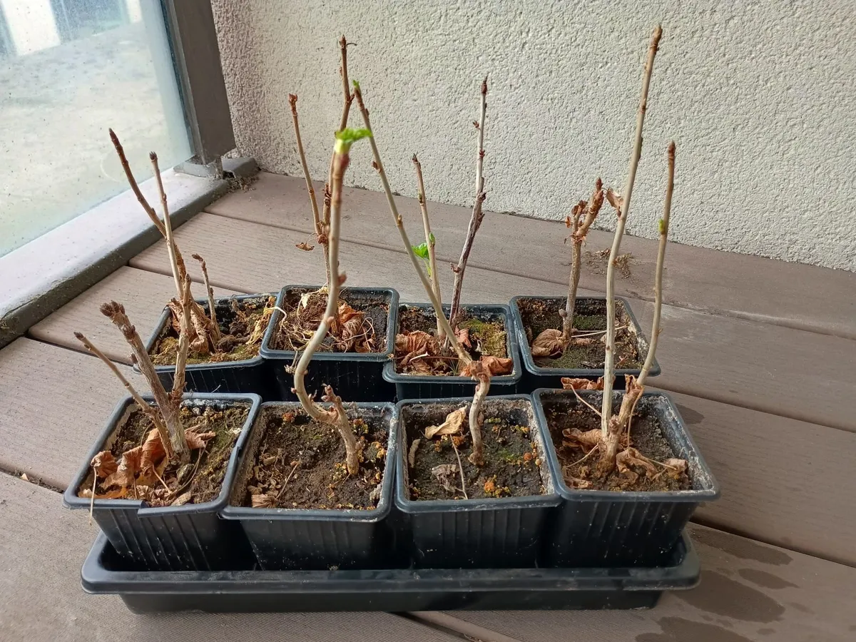 Thornless loganberries, redcurrants and blackcurrs - Image 2