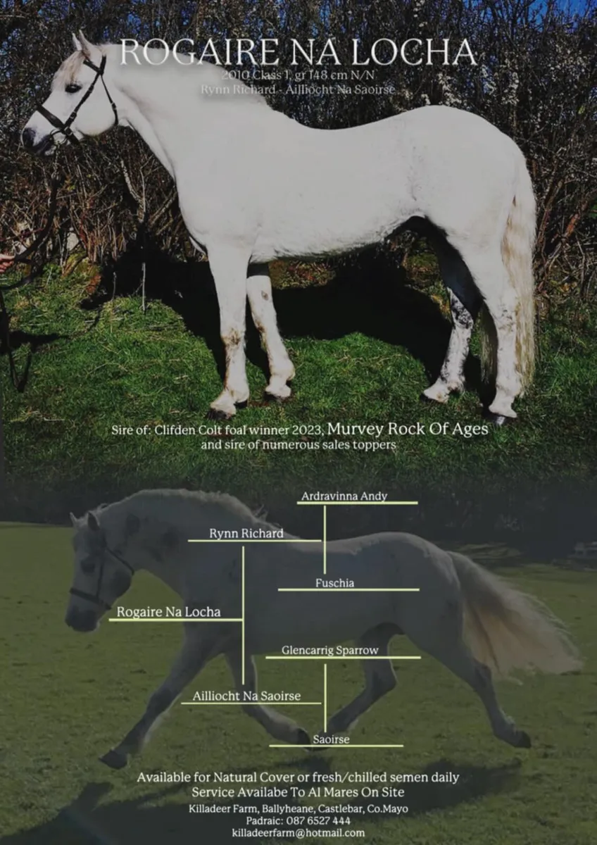🌟Class 1 Connemara Stallion at Stud 🌟 - Image 2