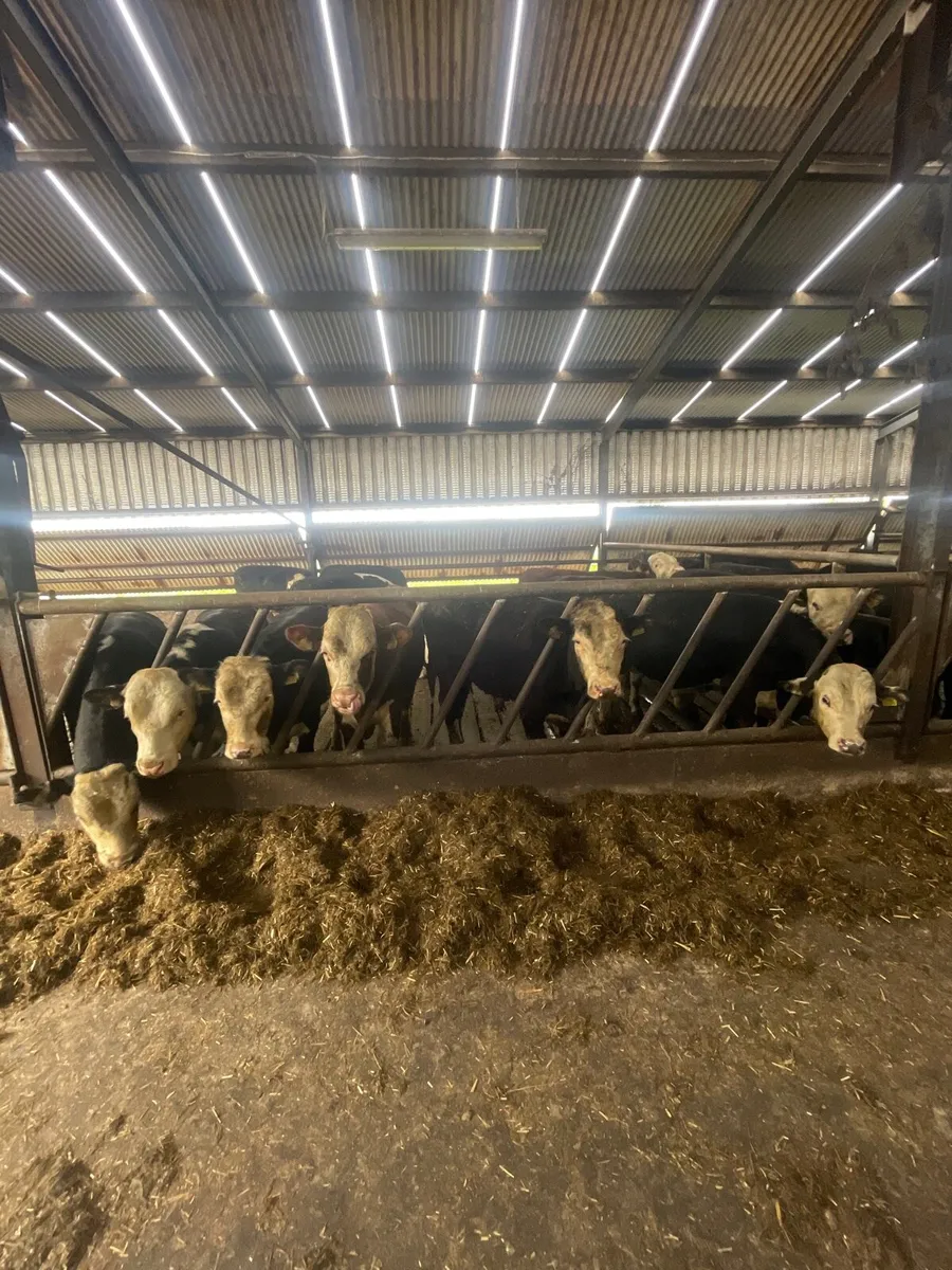 Angus Limousin Hereford - Image 1