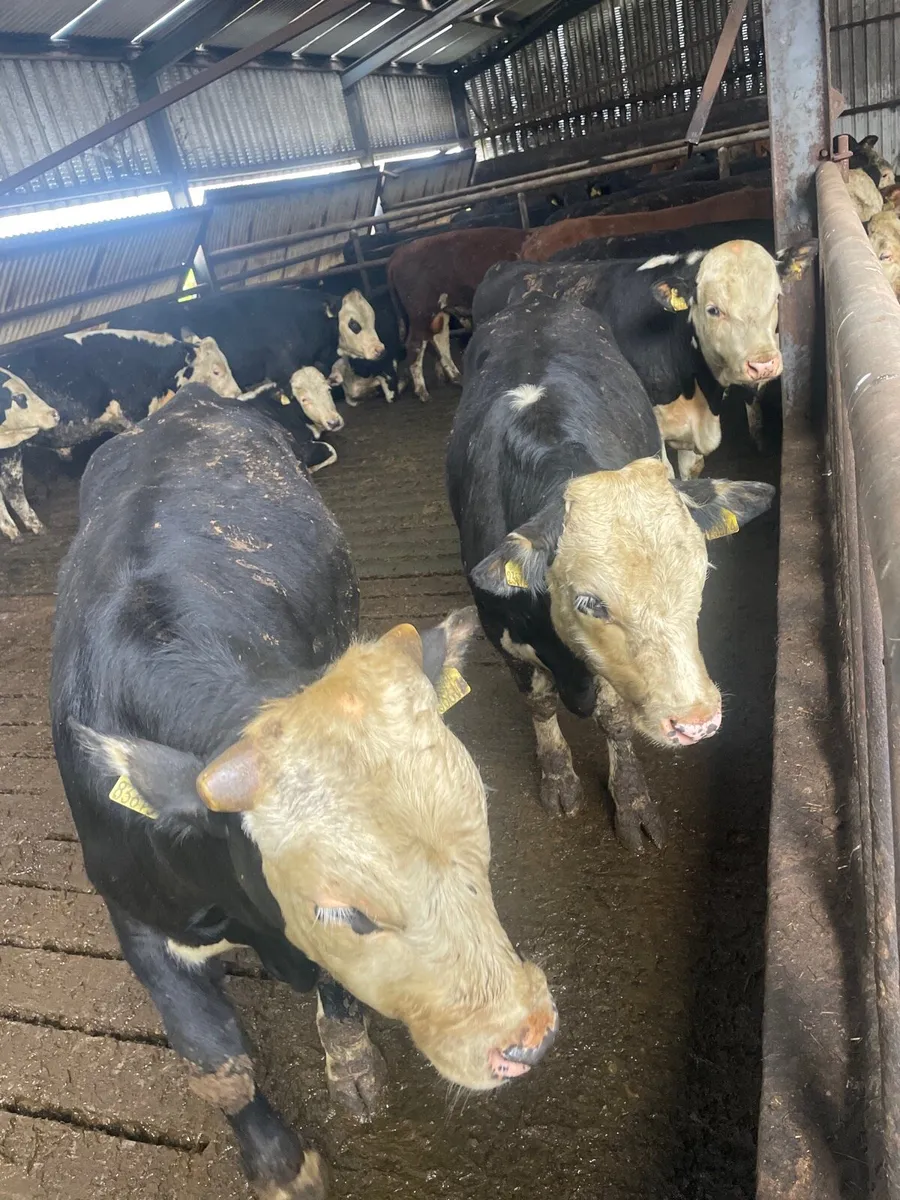 Angus Limousin Hereford - Image 2