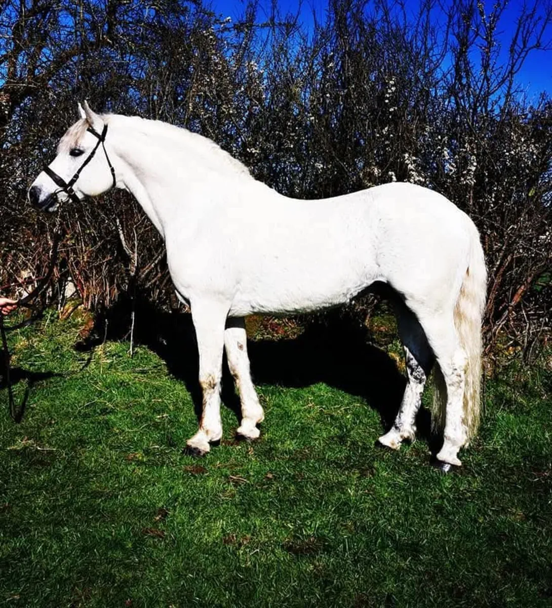 🌟Class 1 Connemara Stallion at Stud 🌟 - Image 1