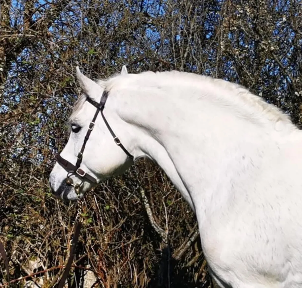 🌟Class 1 Connemara Stallion at Stud 🌟 - Image 3