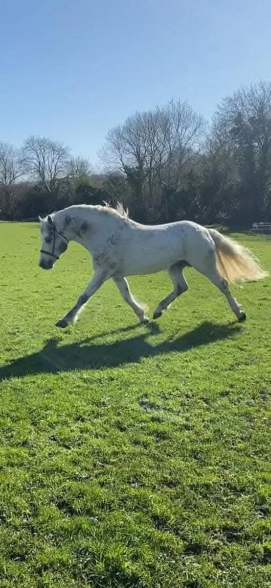 🌟Class 1 Connemara Stallion at Stud 🌟 - Image 4