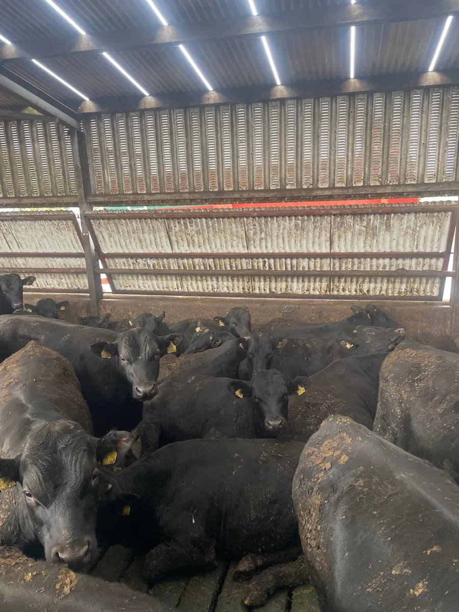 Angus Limousin Hereford - Image 3