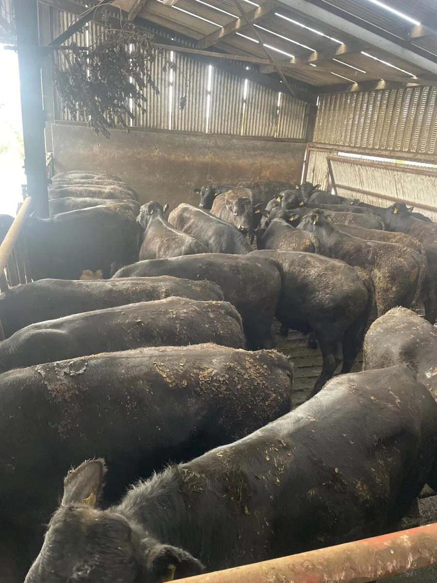 Angus Limousin Hereford - Image 4