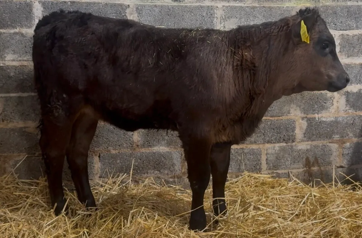 42 smashing AA heifers - Image 1