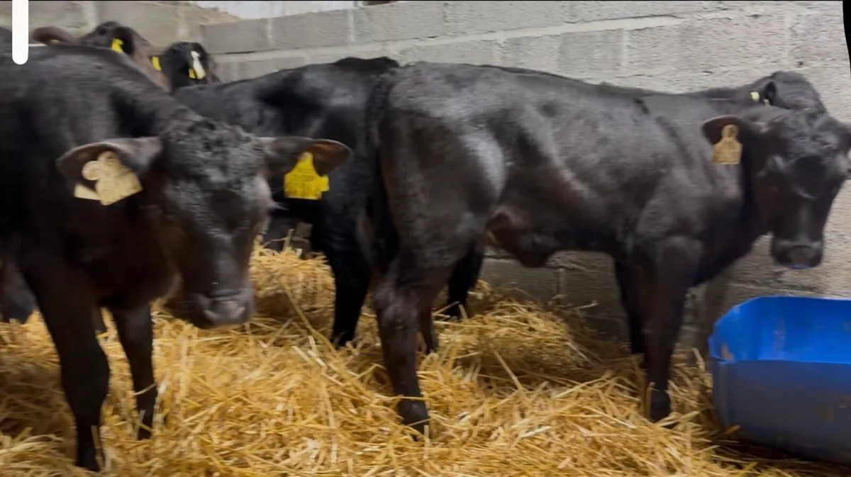 42 smashing AA heifers - Image 2