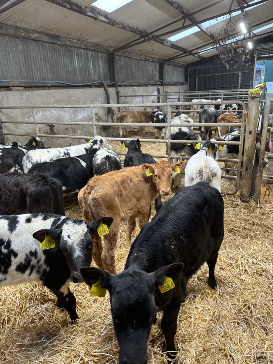 Reared heifers - Image 3