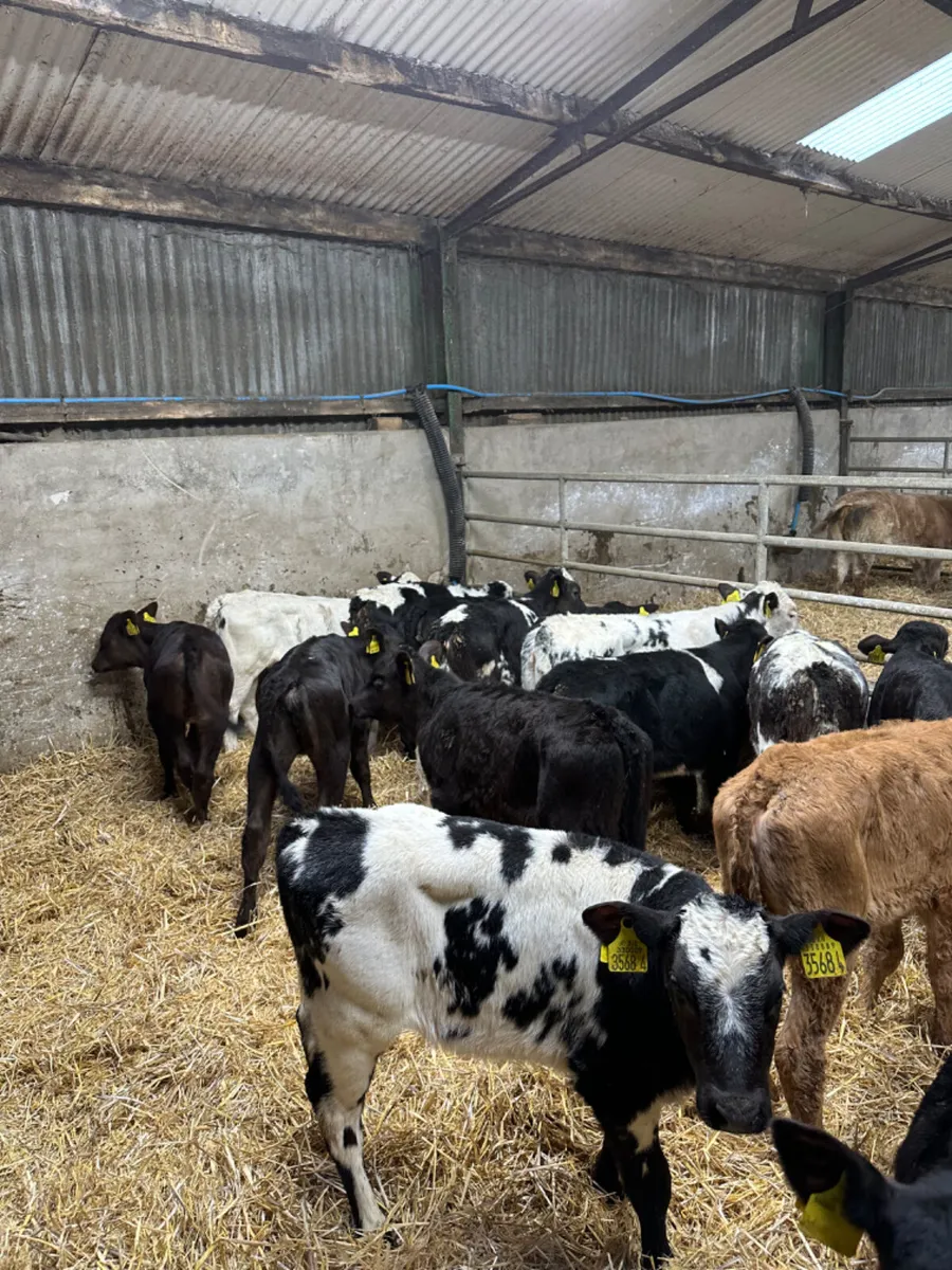 Reared heifers - Image 1