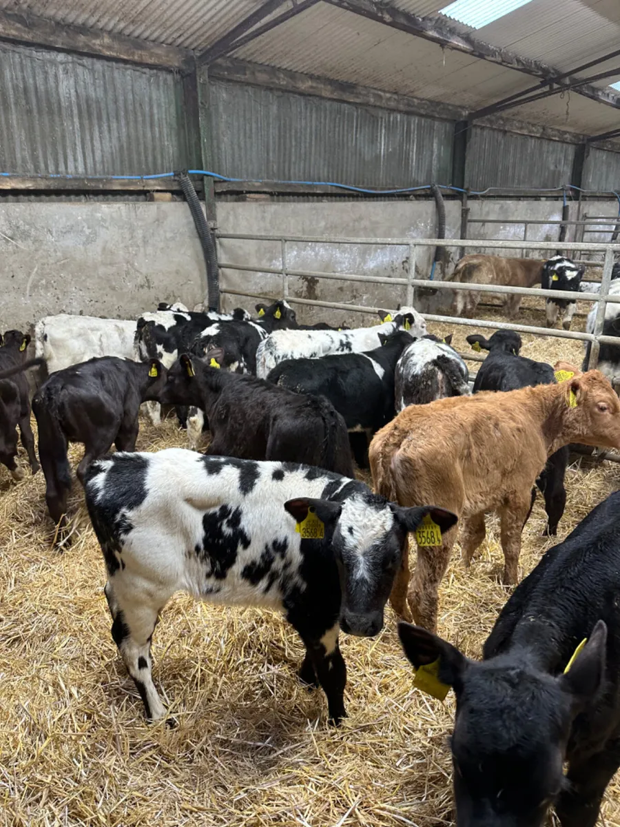 Reared heifers - Image 2