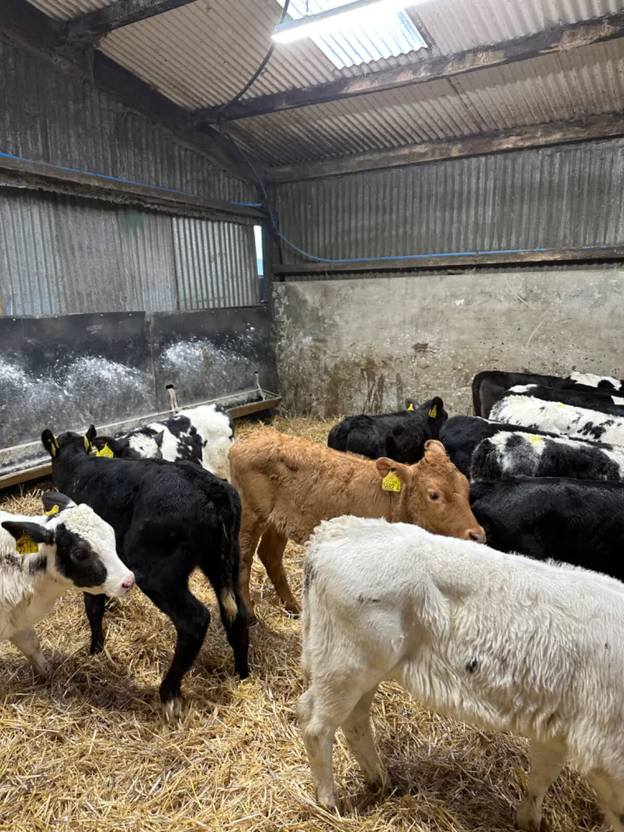 Reared heifers - Image 4