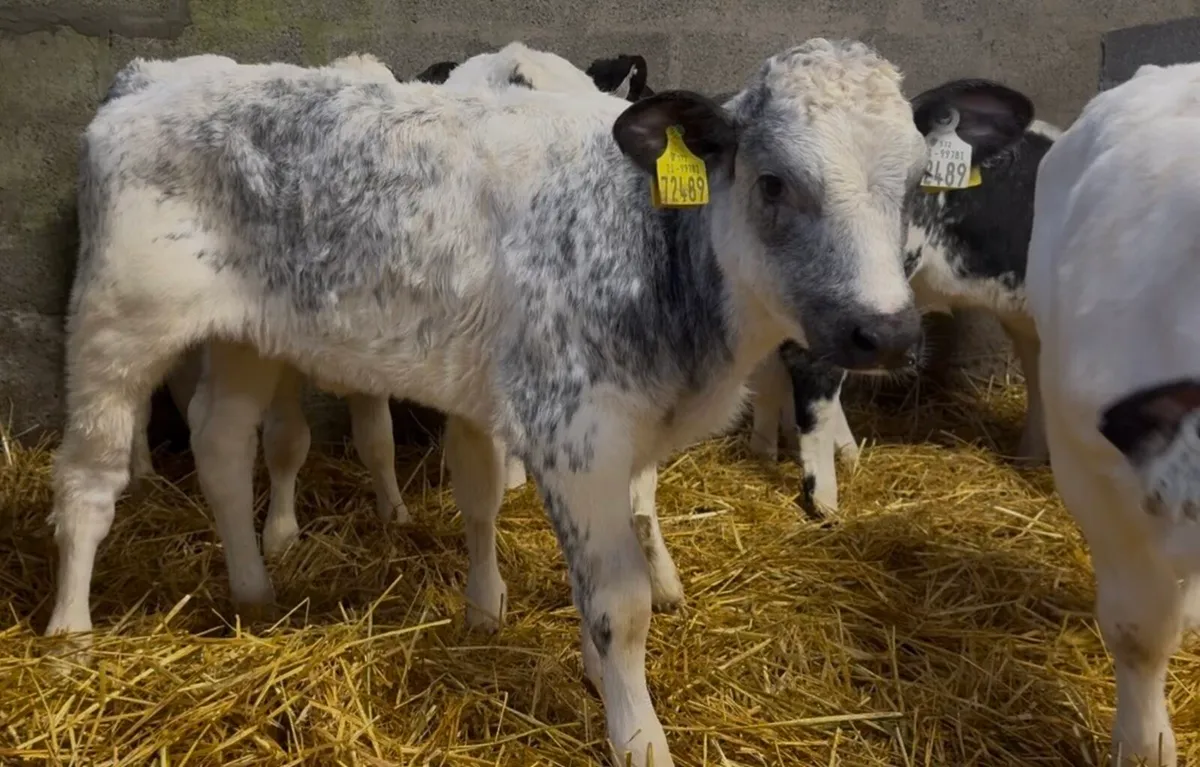 8 quality AI bred BB heifer calves - Image 1