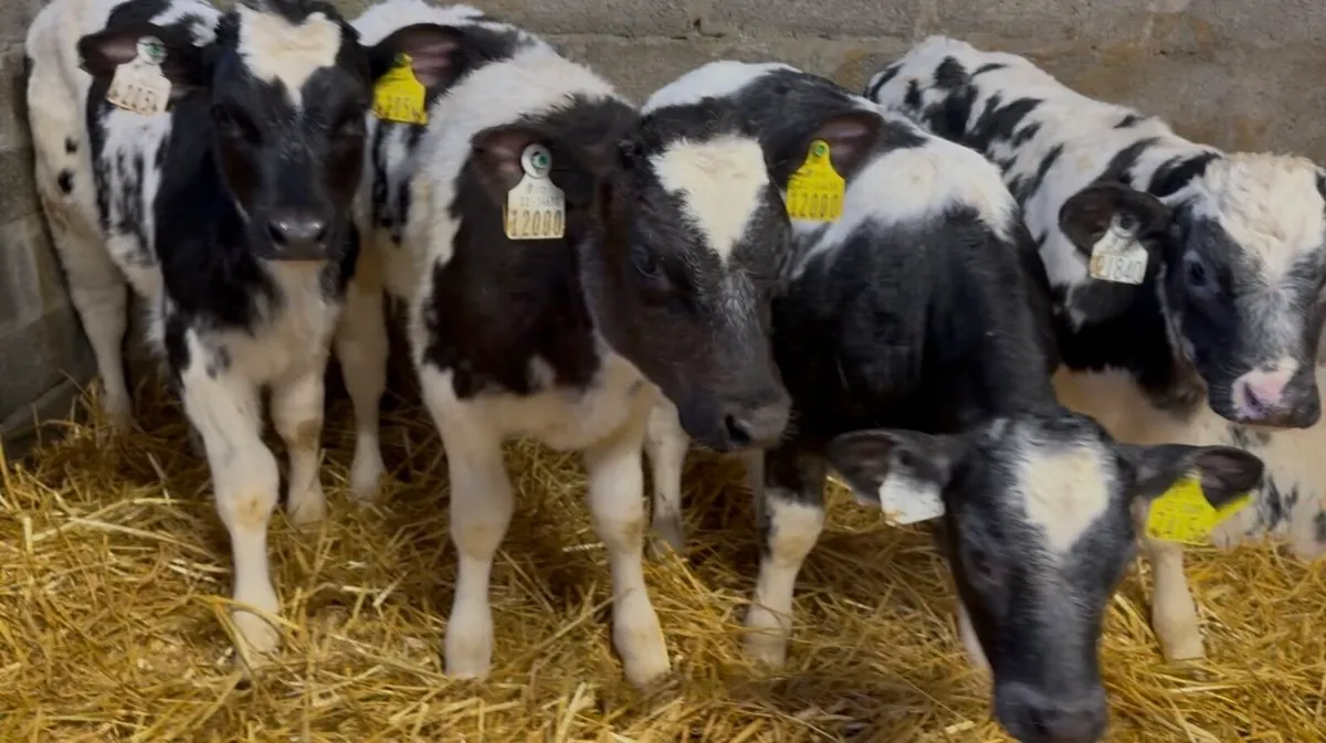 8 quality AI bred BB heifer calves - Image 2