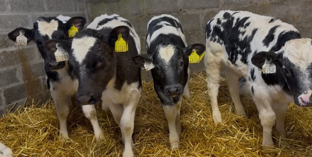 8 quality AI bred BB heifer calves - Image 4