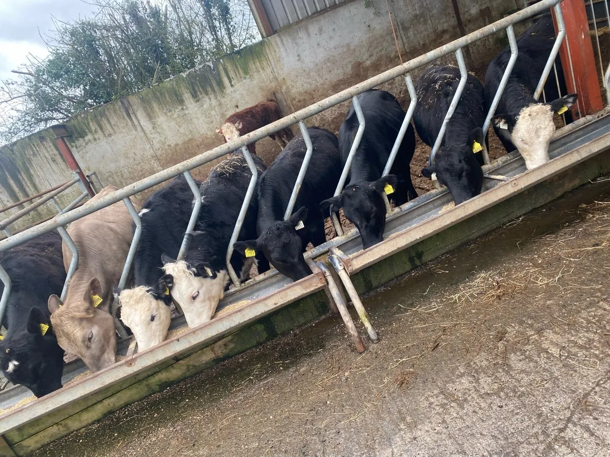 ‼️🚨Heifers for sale 🚨‼️ - Image 1