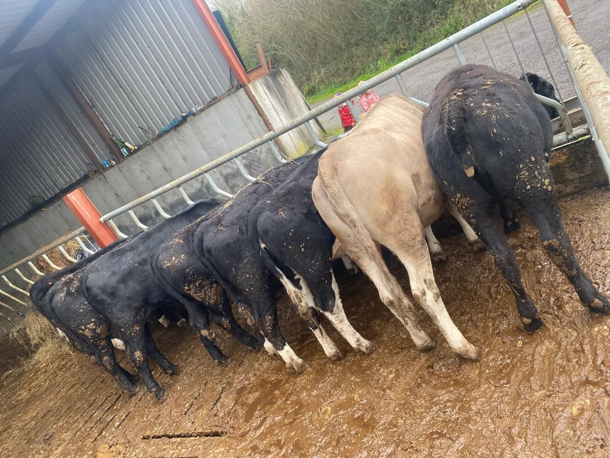 ‼️🚨Heifers for sale 🚨‼️ - Image 2