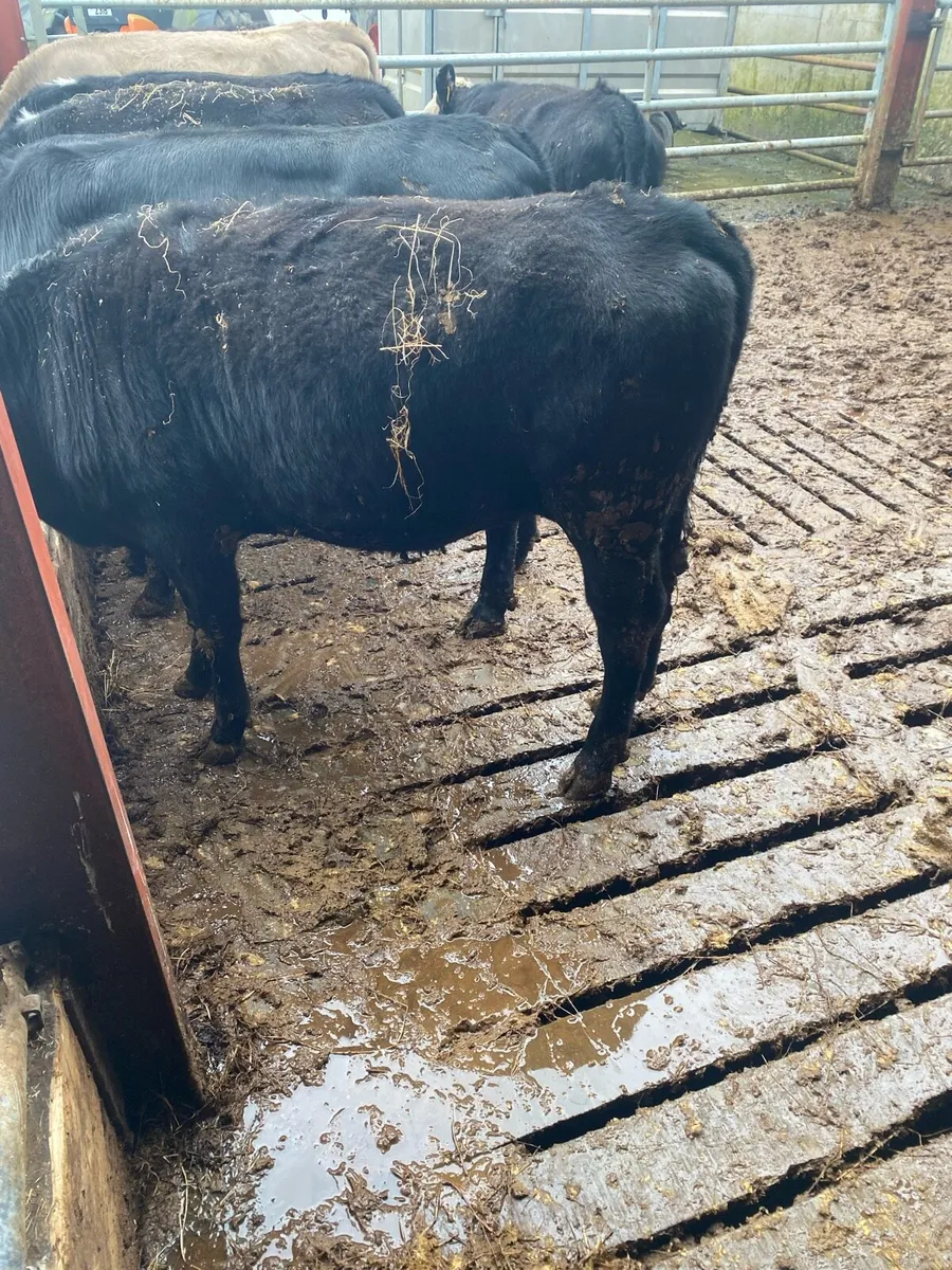 ‼️🚨Heifers for sale 🚨‼️ - Image 3