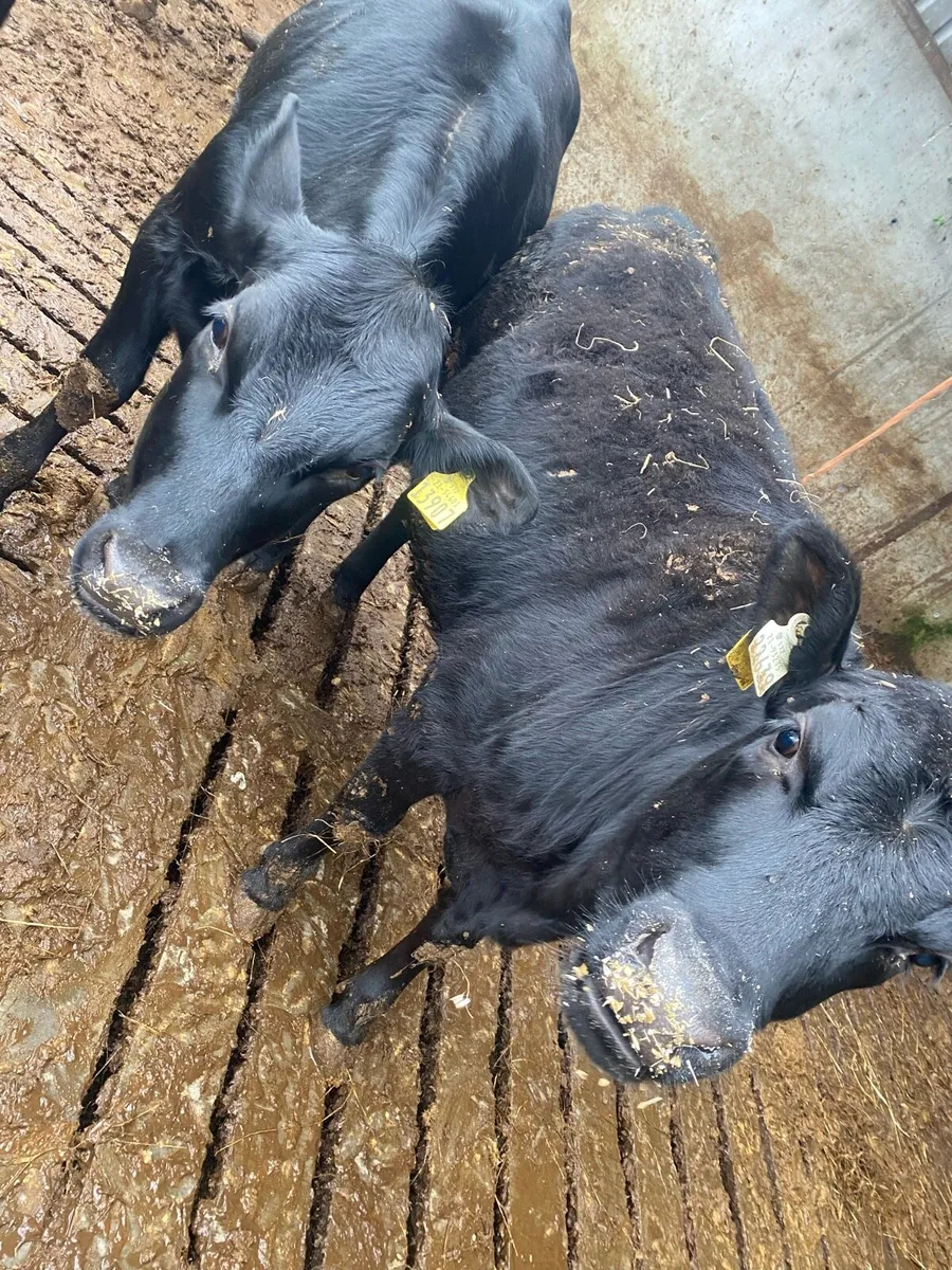 ‼️🚨Heifers for sale 🚨‼️ - Image 4