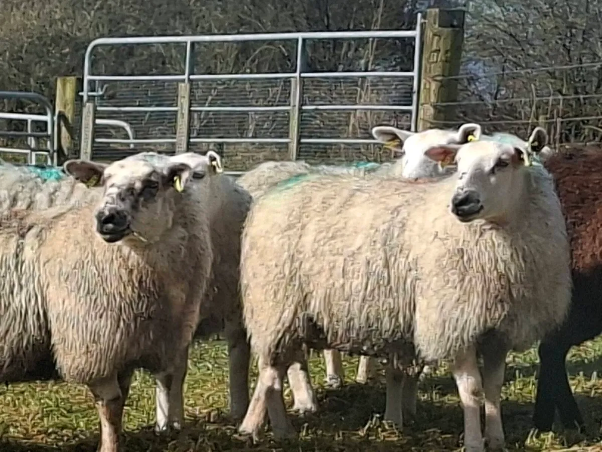 Breeding Ewe hoggets - Image 4