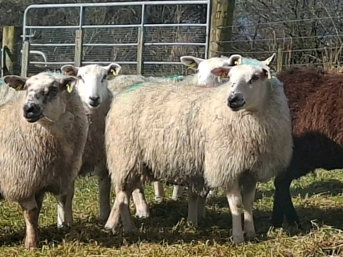 Breeding Ewe hoggets - Image 1