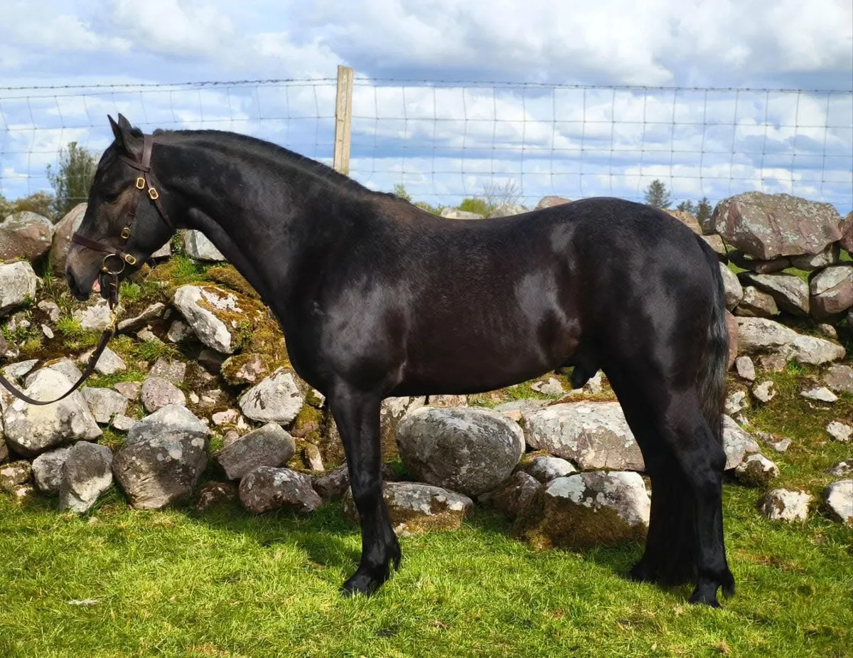 🌟Class 1 Connemara Stallion at Stud 🌟 - Image 1