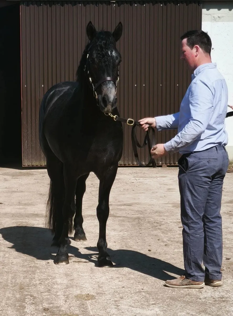 🌟Class 1 Connemara Stallion at Stud 🌟 - Image 3