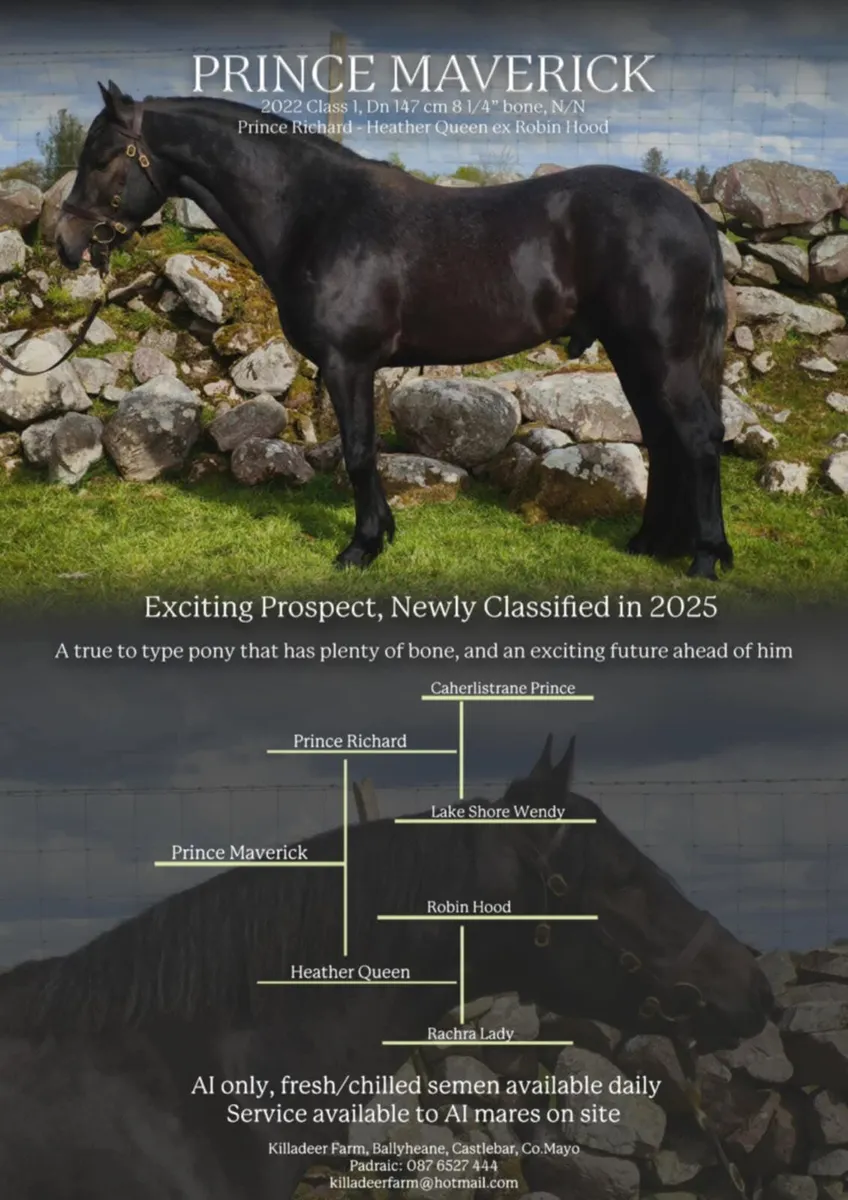 🌟Class 1 Connemara Stallion at Stud 🌟 - Image 4