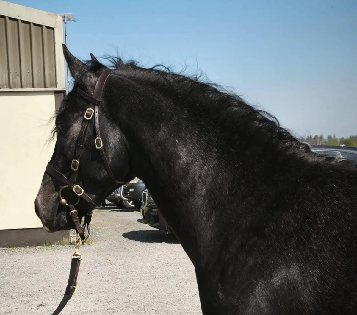🌟Class 1 Connemara Stallion at Stud 🌟 - Image 2