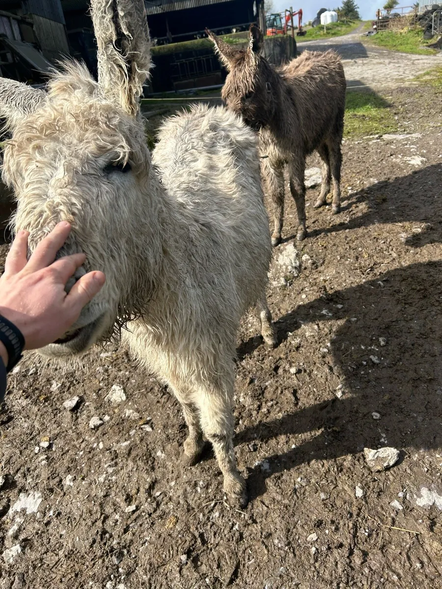 Filly donkeys - Image 1