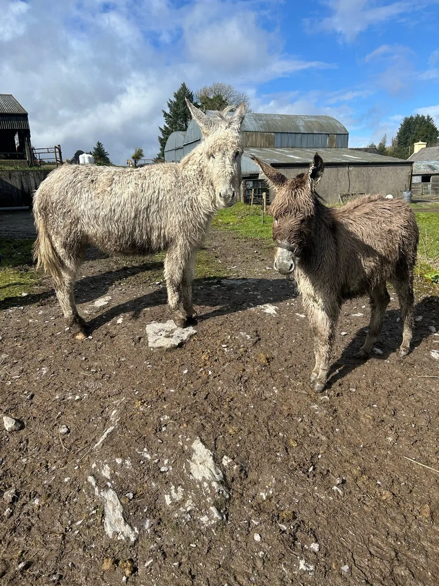 Filly donkeys - Image 2