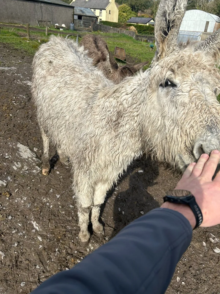 Filly donkeys - Image 3