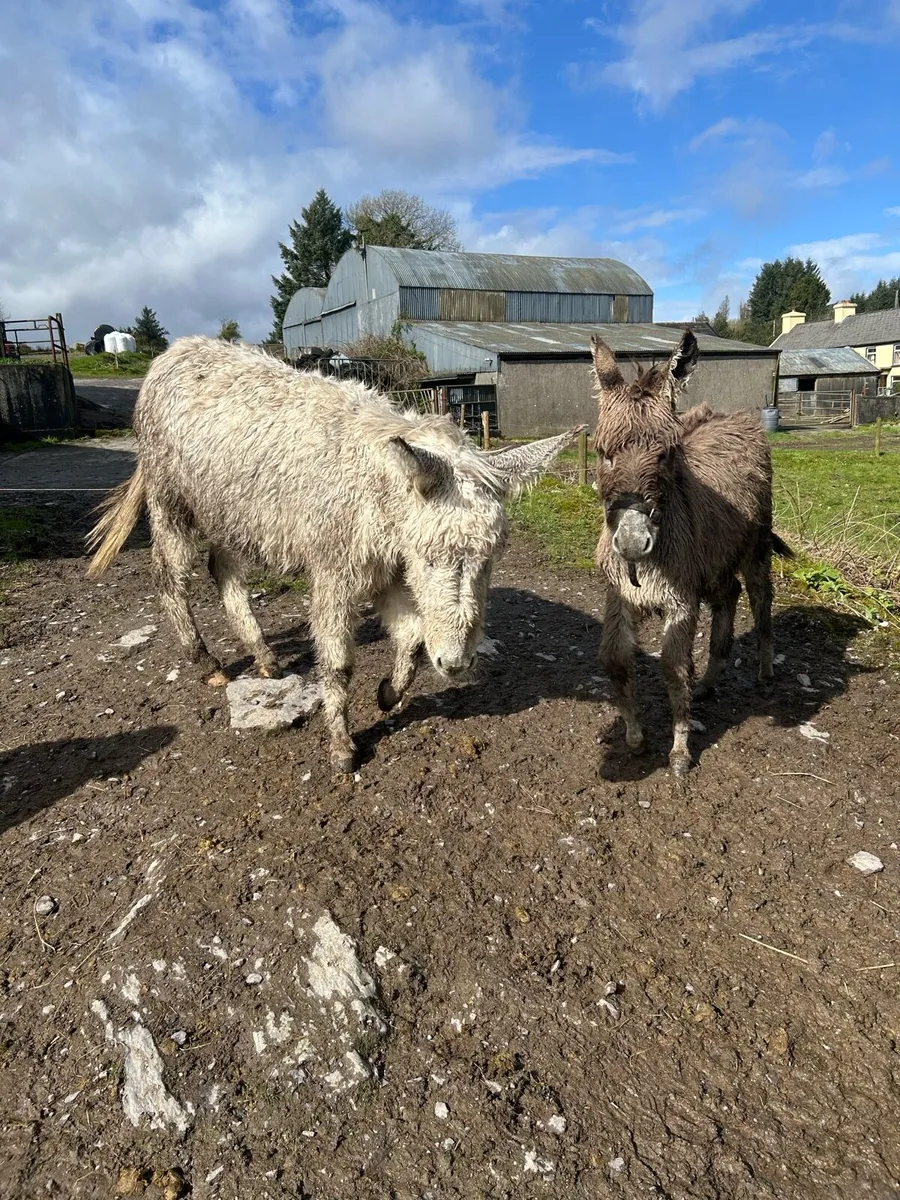 Filly donkeys - Image 4