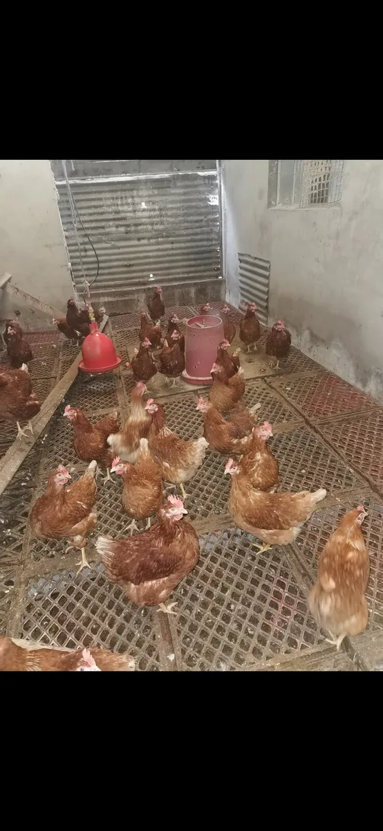 15 months hens