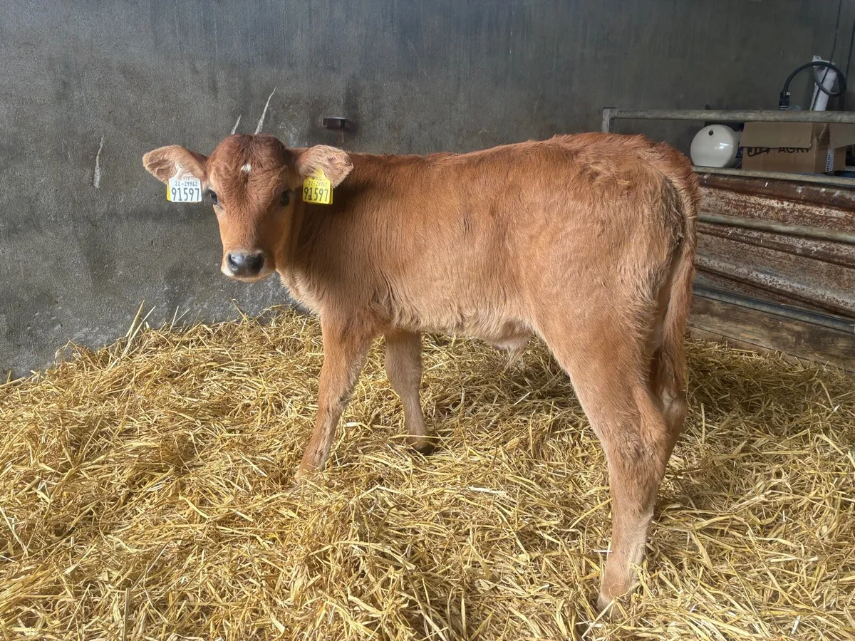 10 Continental Calves - Image 1