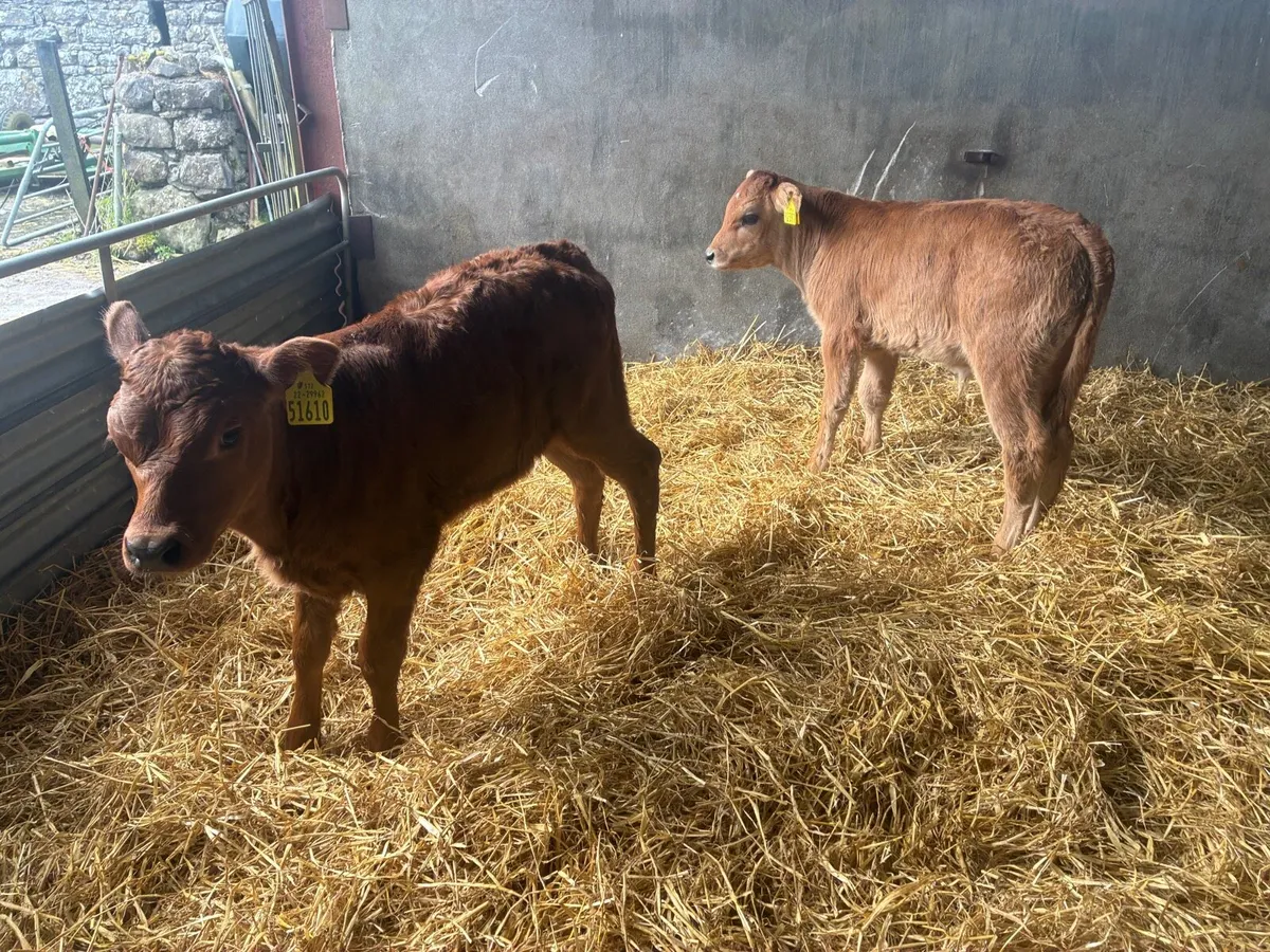 10 Continental Calves - Image 2