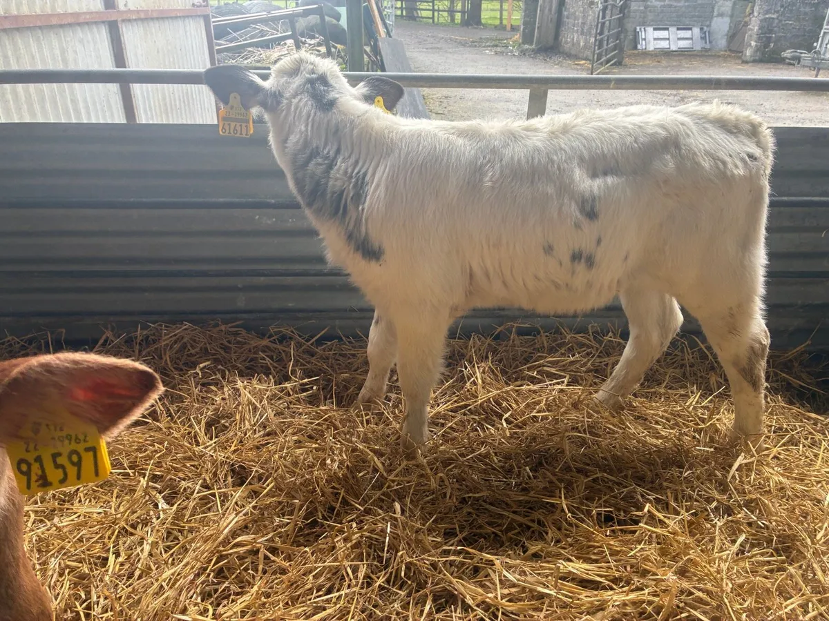 10 Continental Calves - Image 4