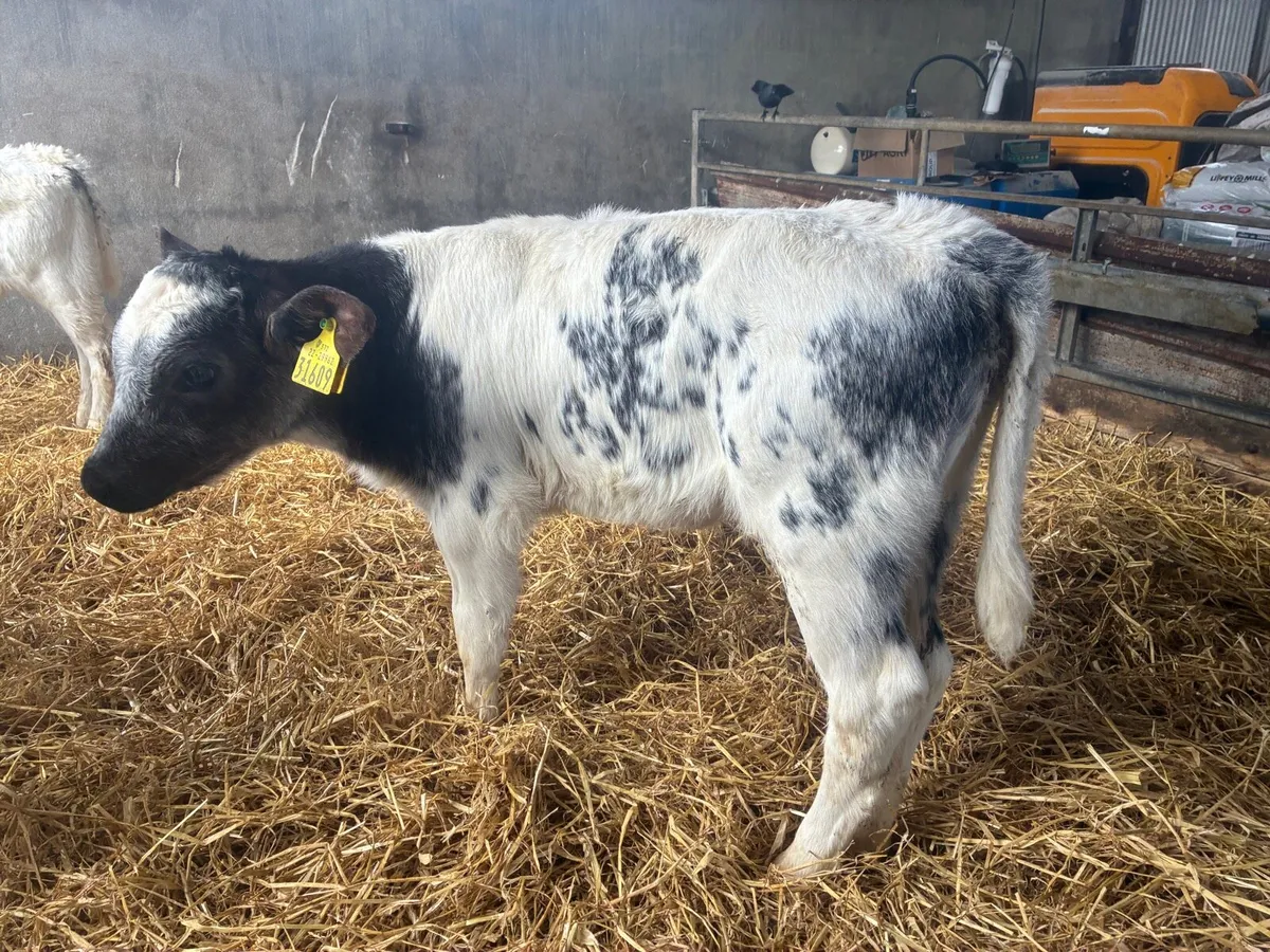 10 Continental Calves - Image 3