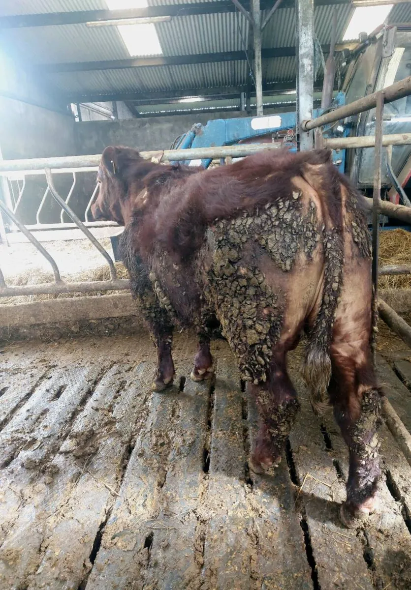 4 Star Pedigree Shorthorn Bull - Image 2