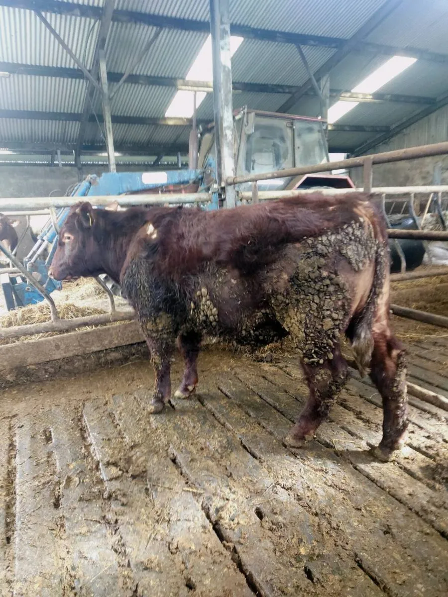 4 Star Pedigree Shorthorn Bull - Image 3