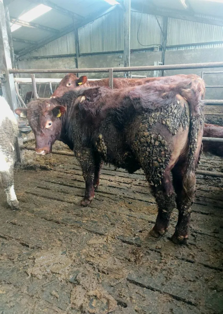 4 Star Pedigree Shorthorn Bull - Image 4