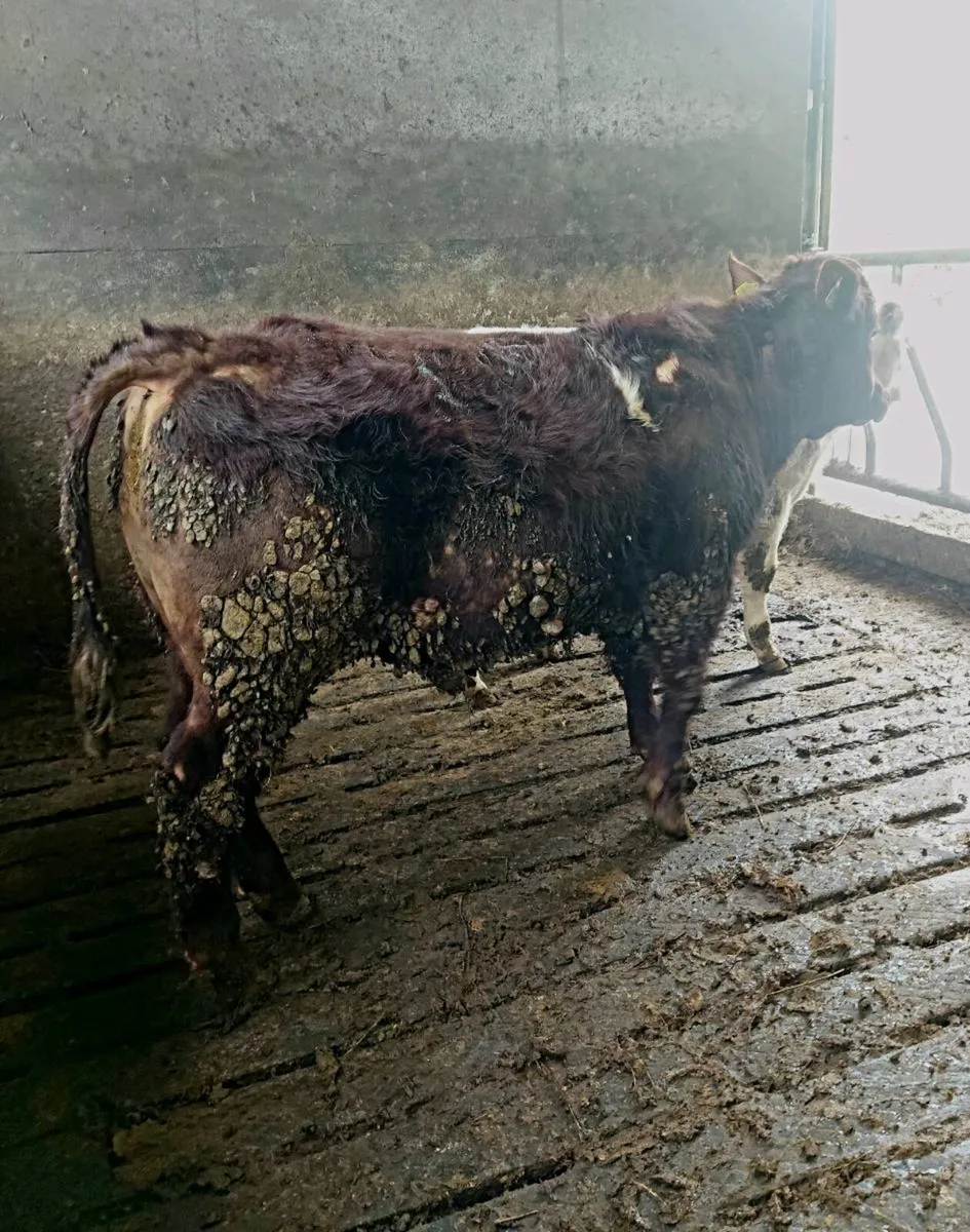 4 Star Pedigree Shorthorn Bull - Image 1