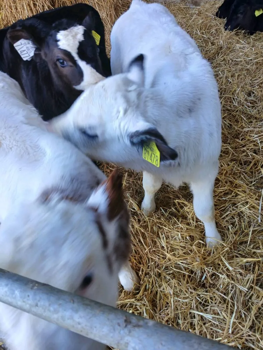 Two Belgian Blue Heifer calves - Image 4