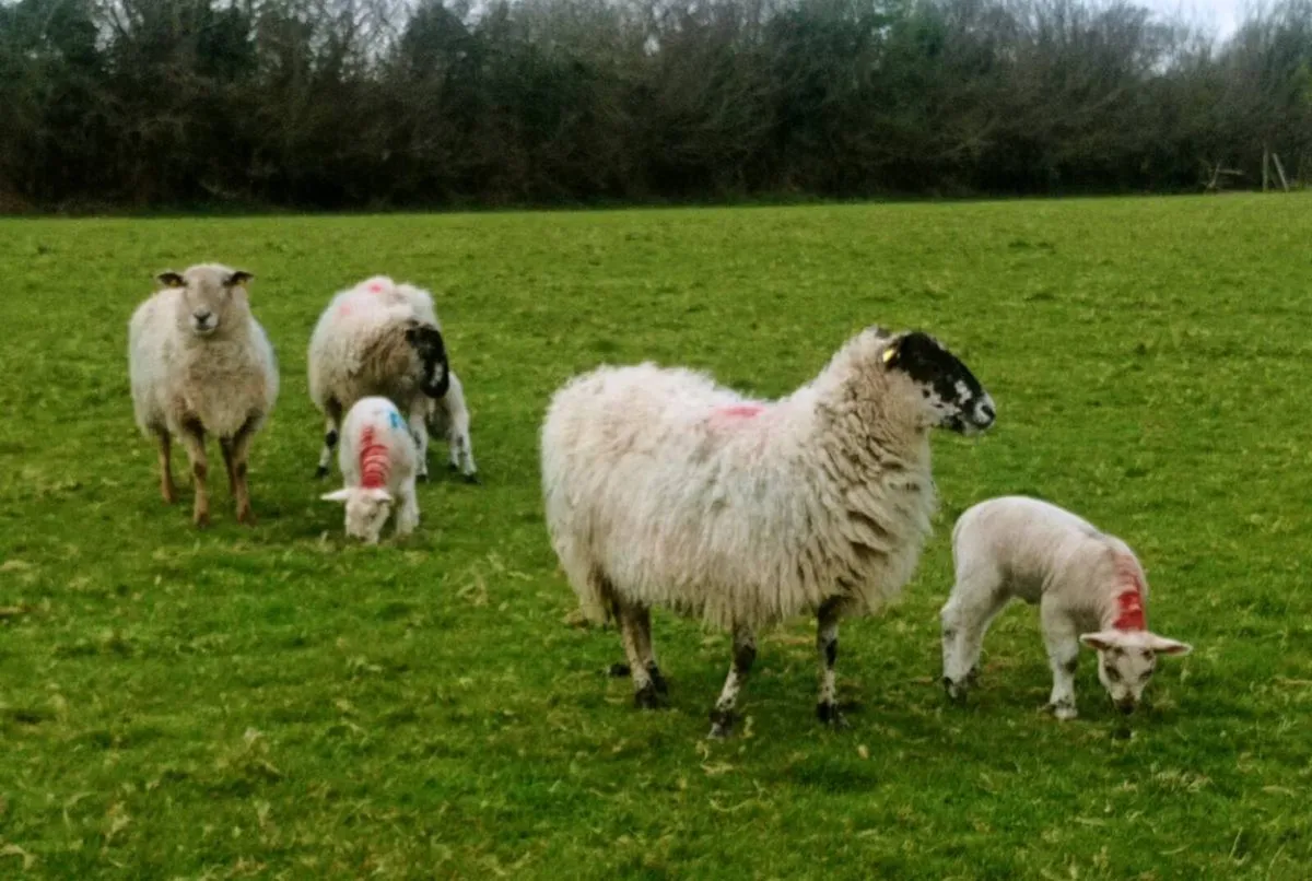 Ewes with Lambs - Image 4