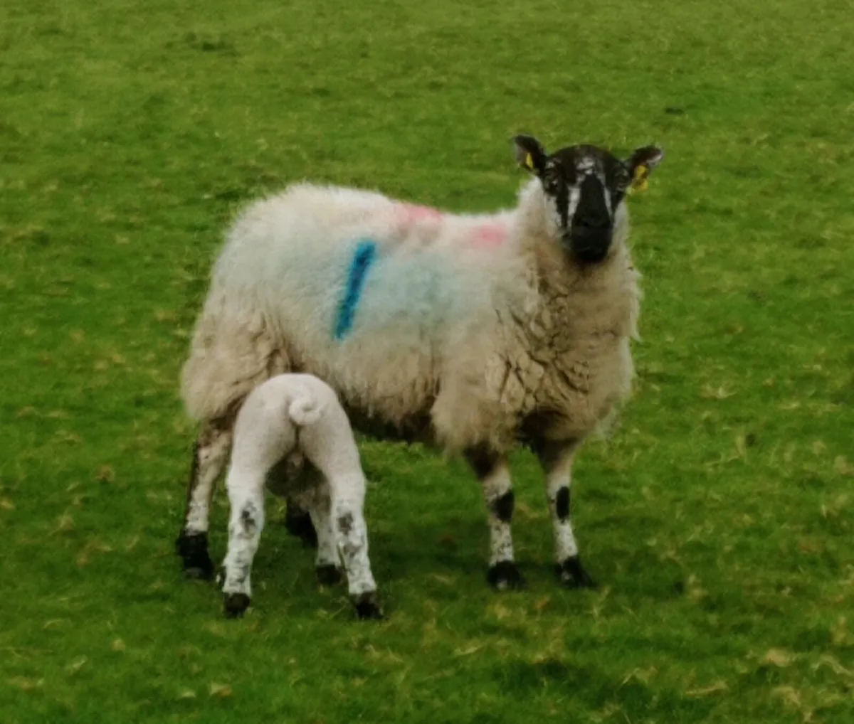 Ewes with Lambs - Image 1