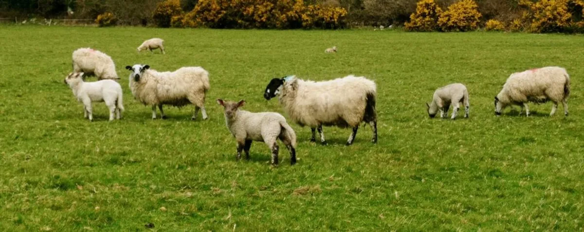 Ewes with Lambs - Image 2