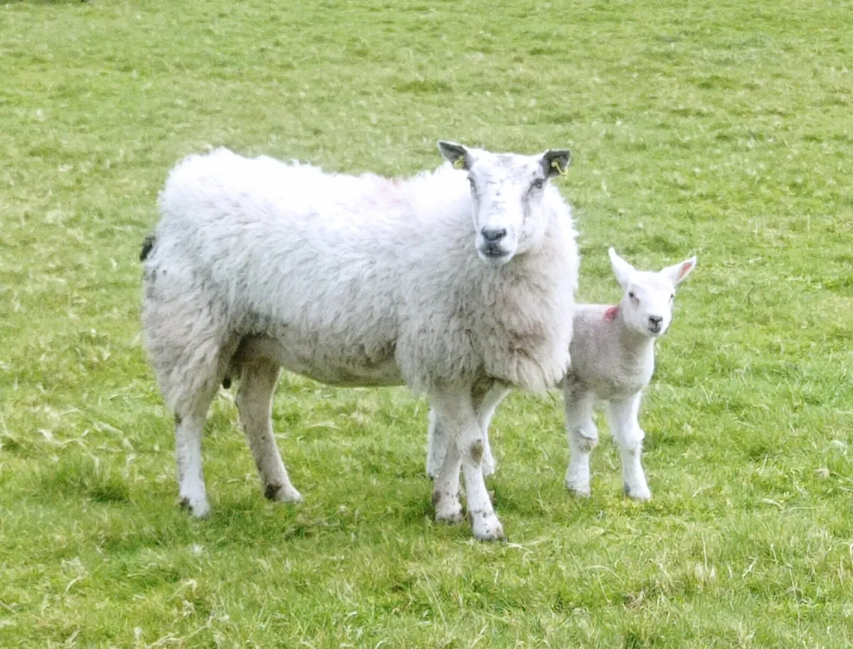 Ewes with Lambs - Image 3