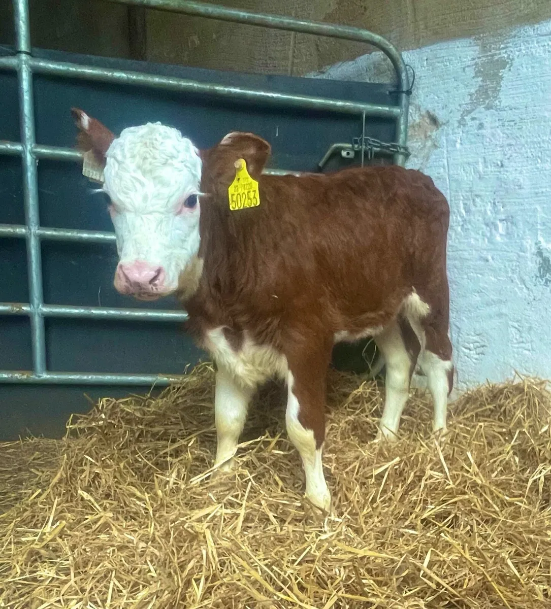 Super Whitehead heifer - Image 1