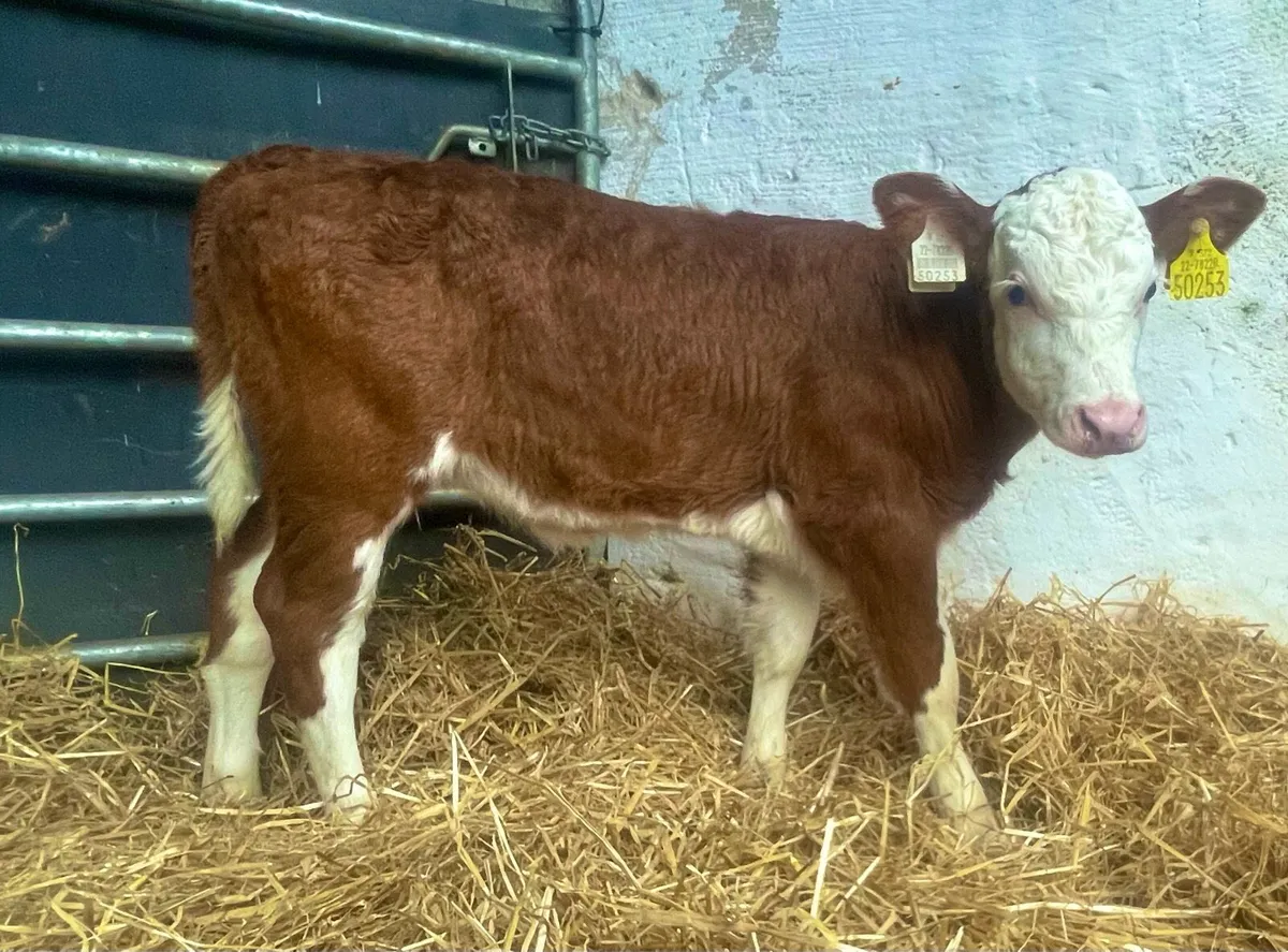 Super Whitehead heifer - Image 2